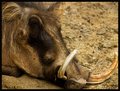 Warthog