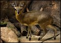 Fawn