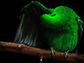 Preening