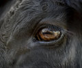 In Their Eyes