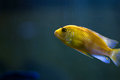 Fish 2