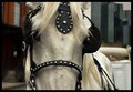 Le Cheval de La Ville