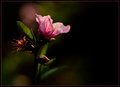 Stem of Growth