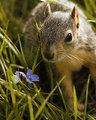 Spring Squirrel