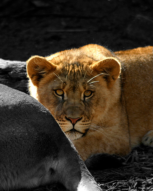 Poised to Kill