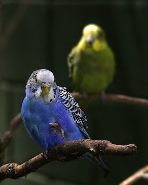 Pair of Parakeets