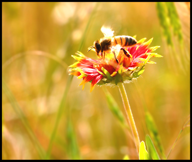 Busy Bee
