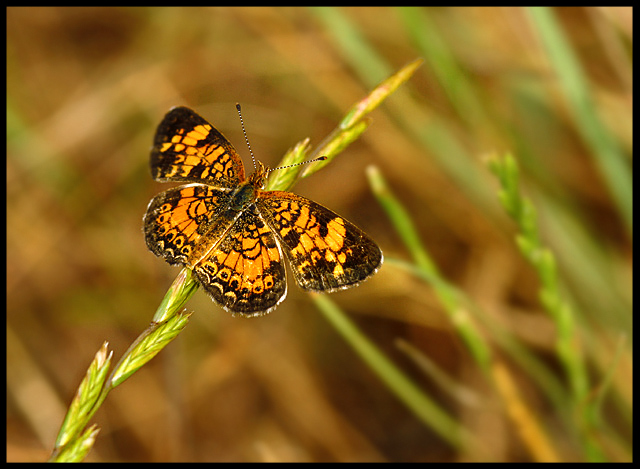 Monochromatic Butterfly