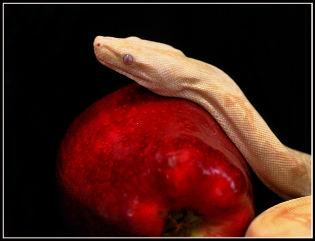 Temptation Redone