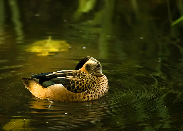 Duck