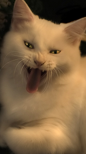 Here Kitty Kitty