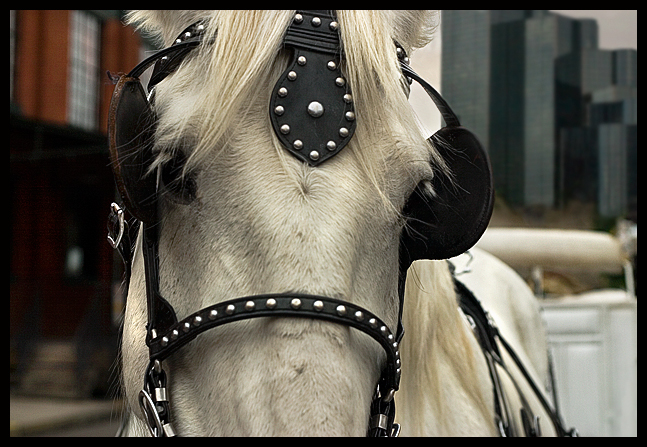Le Cheval de La Ville