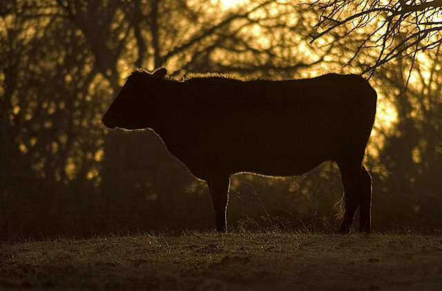 Cow Silhouette
