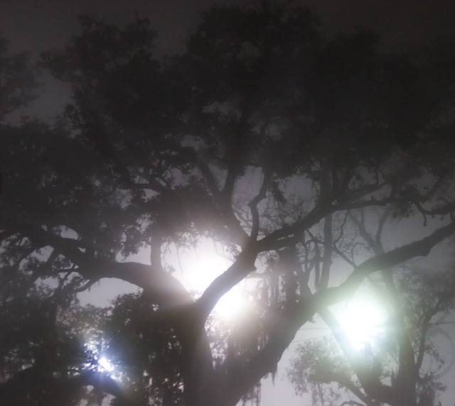 Tree and Lights in Fog (2)