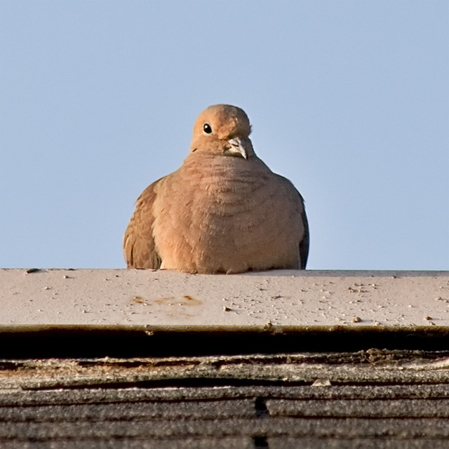 Dove on Roof