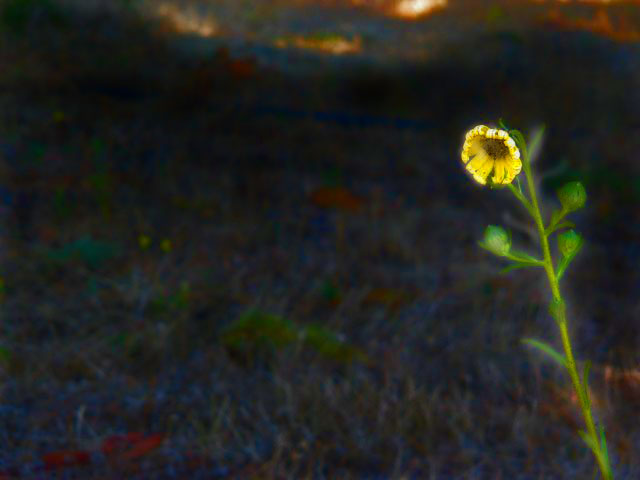 ShannyLee's Ghost Flower Example