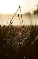 Intricate Web