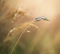 Electric Blue