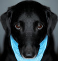 Vito the Dog