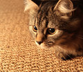 Ready to Pounce
