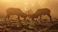 Silhouettes in Battle