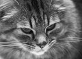 TIGER kitty