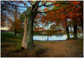 Richmond Park Autumn Scene