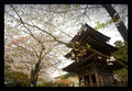 Kyoto Temple