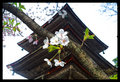 Sakura View