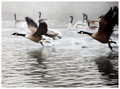WATER SKATE