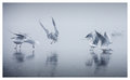 Seaguls Slippery Landing