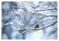 Snow Robin Red Breast