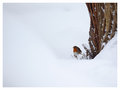 Robin Red Breast Snowed Under