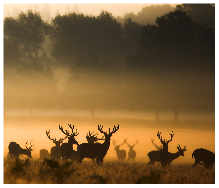 Wilderness