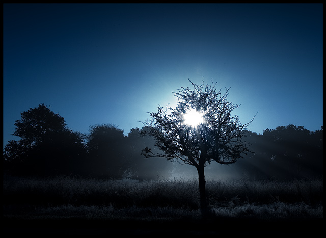 Early Morning Sun 