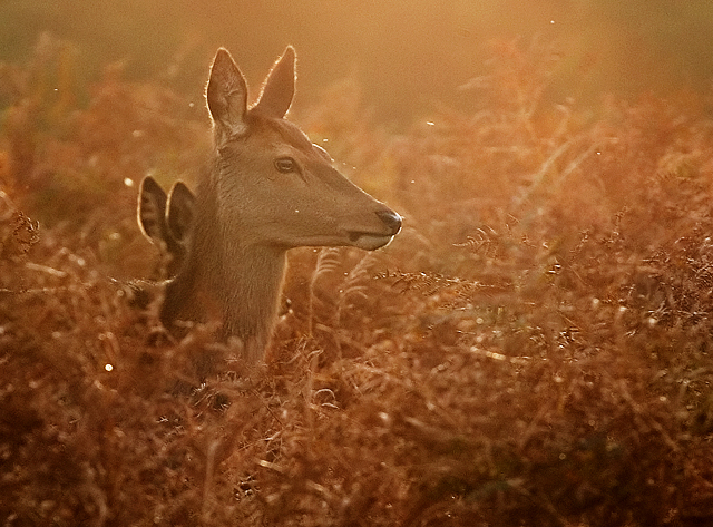 Magical Deer