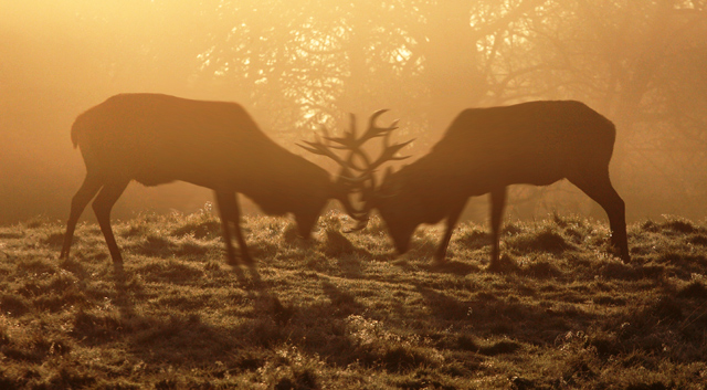 Silhouettes in Battle