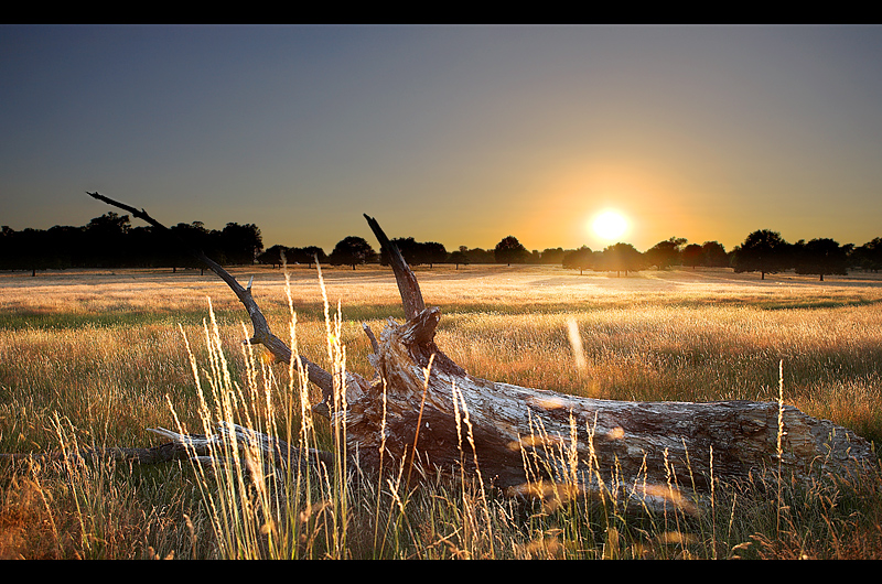 Summer Meadows