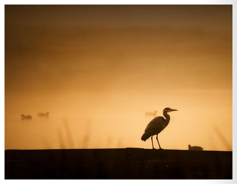 Heron