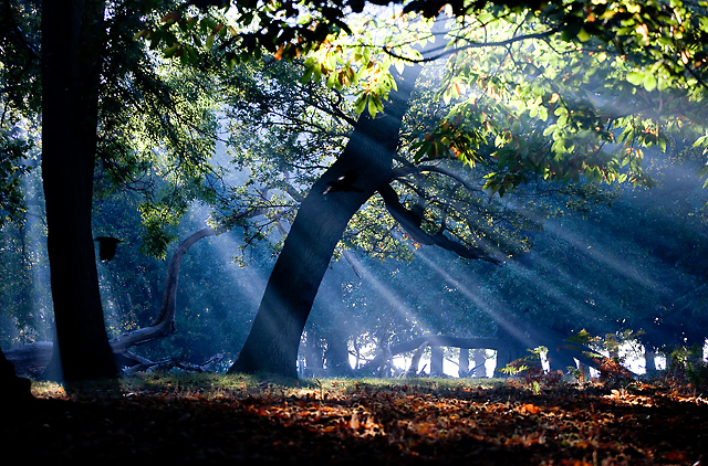 RAYS