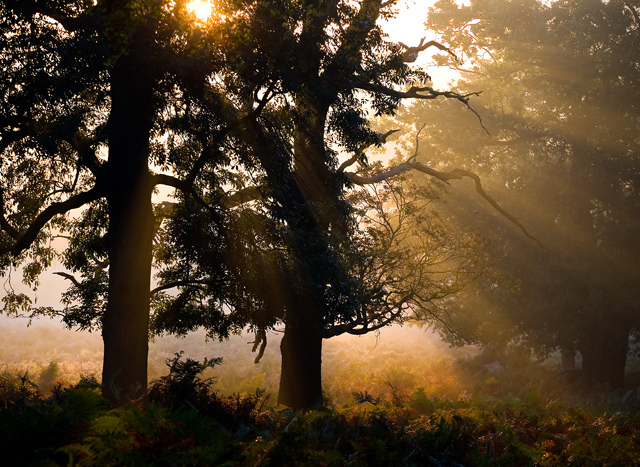 Autumn Magic