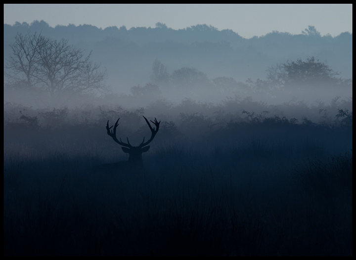 Misty Morning 