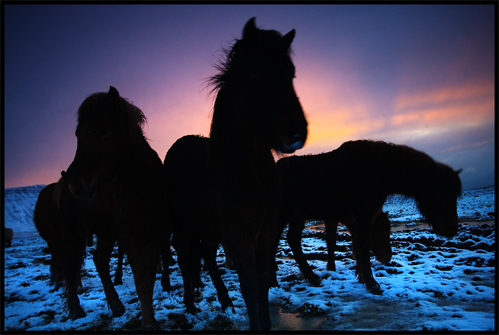 Sunset Horses