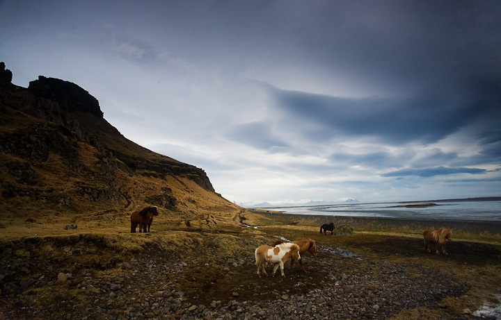 Mountain Horses