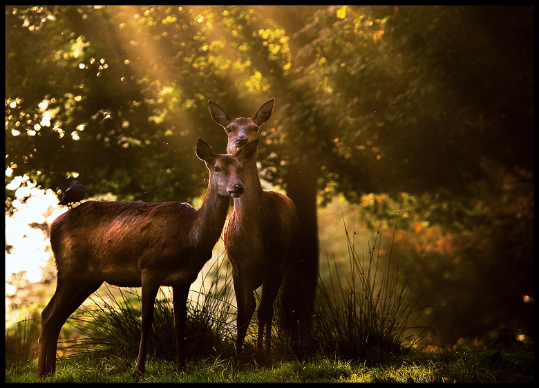 Forest Fairytale