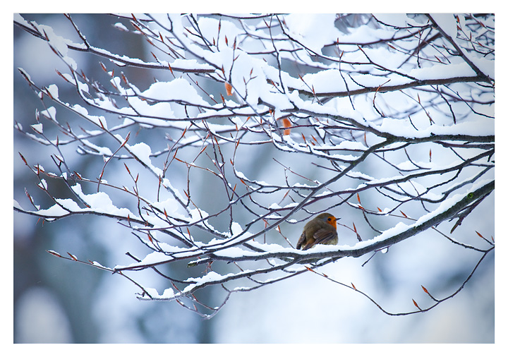 Snow Robin Red Breast