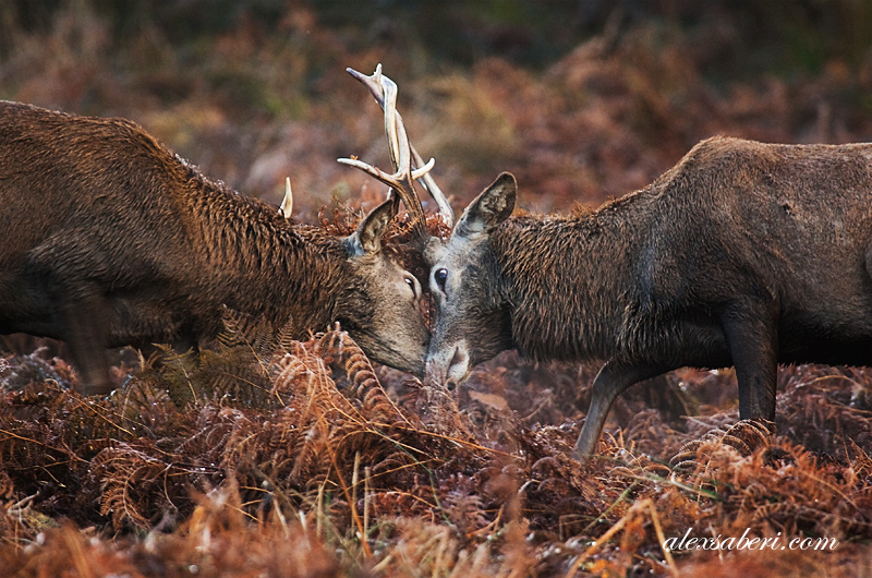 Headbutt