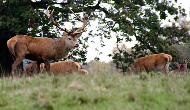 Red-Deer-at-Studley.jpg