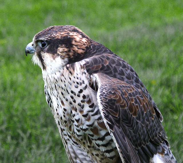 bird of prey.jpg