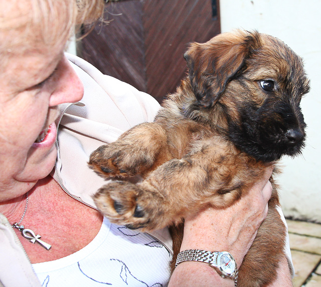 pup (ozzy)